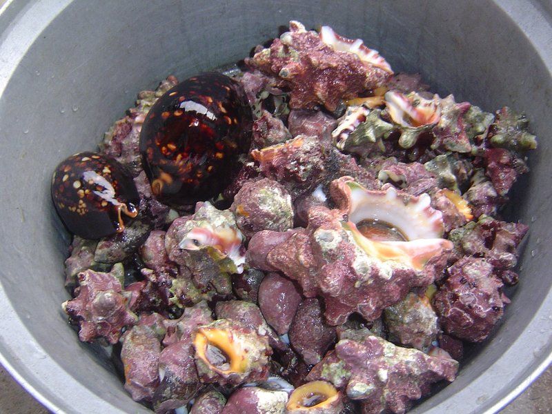 海の綜合貝類~有再售剝殼的綜合螺肉(煮熟)