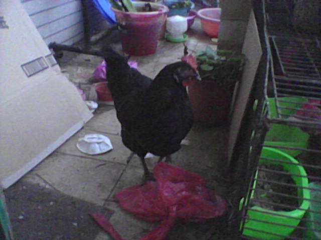 母雞 黑色