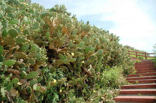 赤崁仙人掌公園