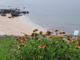 夏天來的時後還有天人菊可拍照