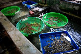 龍門海鮮餐廳廚房後方的海水養殖池，老闆將碼頭買來的新鮮海產放養在海水的池子內，就連班節蝦與狗蝦也不例外以活蝦提供給饕客