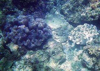 軟珊瑚，我不知道是什麼珊瑚，反正是軟的，應該是珊瑚吧。左邊的是藍紫色的，右邊的是白色的。