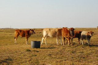 牛群與草原