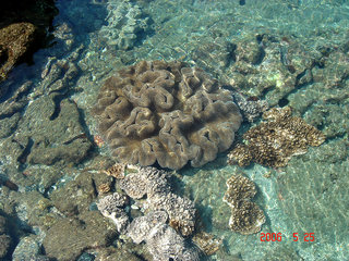 藍色珊瑚礁