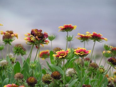 天人菊與沙灘