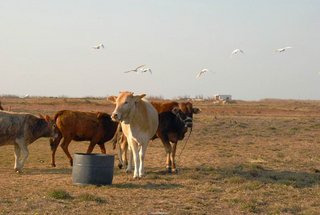 草原有不少放養的牛群，且會有白鷺聚集
