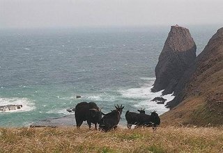 這就是七美景色最壯觀的東北海岸線，遠方是分岔仔，又有人稱仙劍崖。