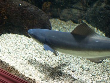 澎湖水族館內的我不知道的魚