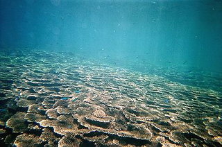這一大片好樣是叫做軸孔珊瑚吧，也就是星沙的原型，澎湖著名的星砂其實就是軸孔珊瑚的殘骸，而軸孔珊瑚又怎麼變成星砂的呢？那就要感謝鸚哥魚囉：這種魚愛吃珊瑚，而它的排泄物就是沙子，如果它吃了軸孔珊瑚，那拉出來的就是星砂...所以各位送給另一半表示浪漫的星砂其實就是...。另外，大家有沒有看到一些小小的寶藍色的魚，這種魚在七美當地叫做"青冷仔"，不能吃所以特多，但是特漂亮，它是一種逐腥臭的魚種..如果你想看到大量的青冷仔那就帶些魚肚之類極腥的東西下水吧