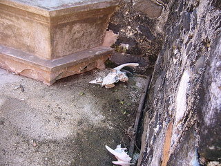 西吉島上一間破敗民屋庭院裡的羊骨。
