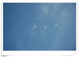 澎澎灘上可以看見燕鷗飛翔
