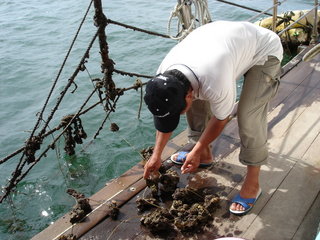 海中現撈的牡蠣有著濃濃的海水鹹味，卻沒有什麼腥味