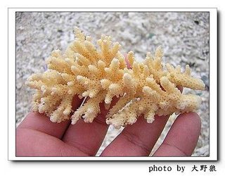 隨手撿拾的美麗而完整的珊瑚碎塊