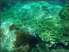 2006年七美月鯉浮潛珊瑚影像報告