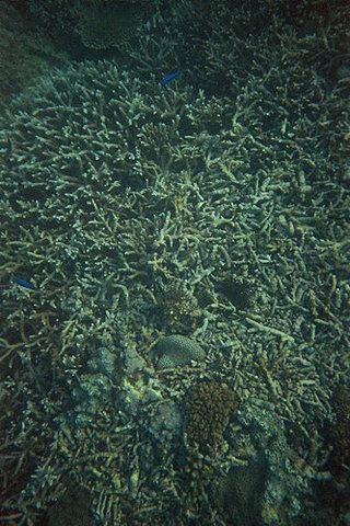 這是我用潛水即可拍拍出來的，效果還算不錯（按澎湖西瓜：「這樣也效果不錯？拍得怪恐怖的」）。不過因為我的操作不當，以致於水底珊瑚礁的照片只有這一張是有拍到的，其他的都是空白，也不知道是不是轉底片的時候，轉的太過了？！  畫面上方的藍點是一隻小魚。其實那天我們看到的很多的藍色小魚、黑白相間的、黑色的、黃色的、黃黑相間的大小魚，還有玳瑁石斑；也看到很多片狀的、蕈狀的、藍的、紫的、白的、珊瑚。很漂亮的！（澎湖海驪對照片中如此長相之珊瑚統稱為「蝦味先」）