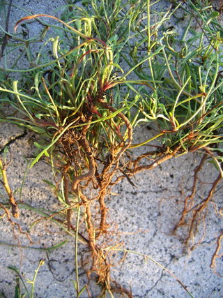 野生風茹草大部分生長在野地中，與一般雜草無異，因此需要仔細挑選；風茹草的根部是風茹茶香氣的來源，而風茹草生長時間越長，則根部越粗越長，熬出來的風茹茶香氣越濃郁