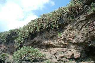 赤崁仙人掌公園