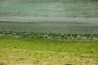 冬天時學仔尾海岸也會鋪上一層海菜綠衣