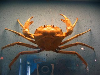 館內收藏了世界上各種珍奇的螃蟹標本跟活體螃蟹，踏入館內才知道原來螃蟹的世界這麼複雜