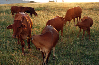 西嶼大草原牛群讓這處空曠的高地充滿了蒙古草原風情