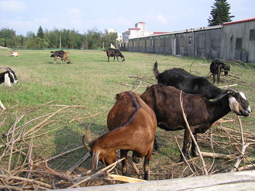 我思園旁有一羊圈飼養幾十隻羊