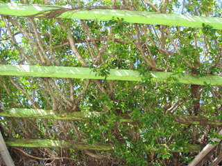 97條氣根蔓延在支架上，綠影成蔭，偶而有幾片陽光灑落林蔭內，卻不減其涼爽
