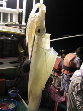 海洋中許多生物都有趨光性，所以夜釣小管的收穫絕對不會只有是小管，站長還標過錢鰻呢！