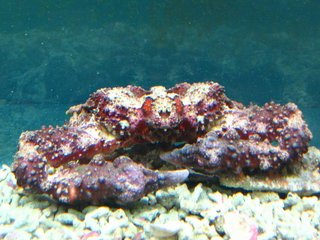 有機會來到澎湖可以過來竹灣螃蟹博物館和老闆聊聊天，除了可以增加對螃蟹的知識外，更可以深入瞭解一個擁有滿腔熱誠的人
